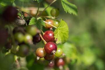 Black currant close up with green leaves growing in the garden.