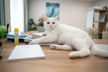 White cat lies on the desktop