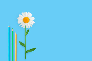 Concept summer in minimalism. Chamomile and blue, green and yellow pencils isolated on blue background with copy space.