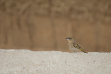 Female black-headed weaver Ploceus melanocephalus. Oiseaux du Djoudj National Park. Saint-Louis. Senegal.