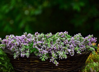 Fototapeta premium basket with lavender