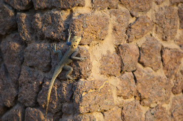 Common agama Agama agama on a wall. Tambacounda. Senegal.