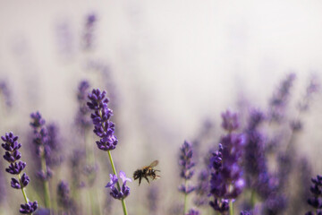 Gałąź lawendowych aromatycznych letnich kwiatów. i pszczoła.  Lavender. Kwiaty lawendy. Lawendowy prowansalski klimat lata.  - obrazy, fototapety, plakaty
