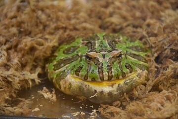 どっしり餌待ち中　ベルツノガエル