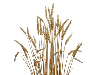 Ripe, golden wheat ears isolated on white, clipping path
