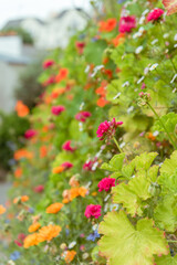 tapis de fleur color&eacute;es - format portrait