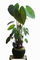 Colocasia black    plant in a pot