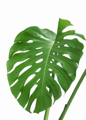 Monstera on white