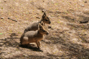 Patagonian mara - Dolichotis patagonum. Mara - Dolichotis patagonum