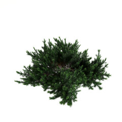 3d illustration of shrub with isolated on white background,bird's eye view