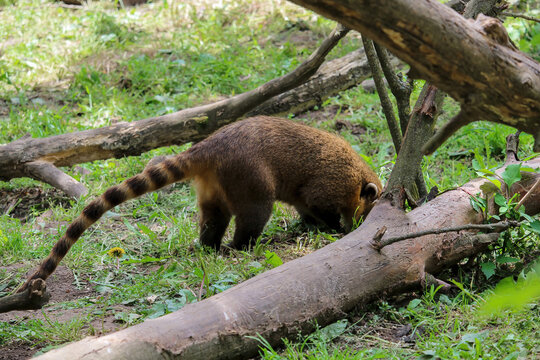 Raccoon coati nosuha Nasua narica in the nature