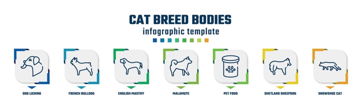 cat breed bodies concept infographic design template. included dog licking, french bulldog, english mastiff, malamute, pet food, shetland sheepdog, snowshoe cat icons and 7 option or steps.