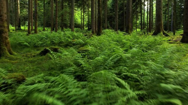 Flying close to fern plants in the woods.