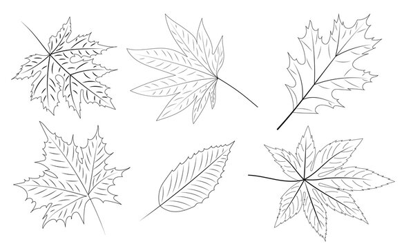 leaves sketch, outline, isolated, vector