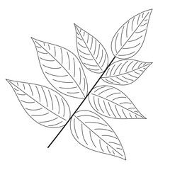 tree leaf on white background sketch, outline, isolated, vector