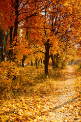 Naklejka na ściany i meble autumn in the forest