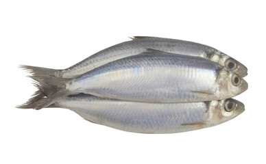 Three fresh herring fishes isolated on white background
