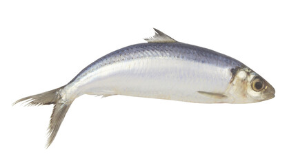 Fresh whole herring fish isolated on white background