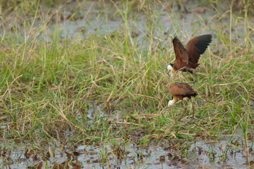 Copulation of African jacanas Actophilornis africanus. Niokolo Koba National Park. Tambacounda. Senegal.