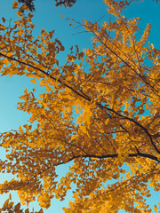 Obraz na płótnie Canvas autumn leaves in the sky