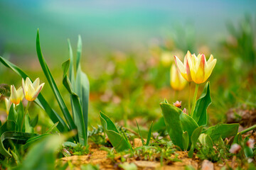 Spring flowers under the rays of sunlight. Snowdrops close-up. Beautiful landscape of nature. Hi spring. Beautiful flowers on a green meadow.