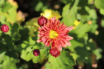 日本の秋の庭に咲く赤いスプレーギクの花