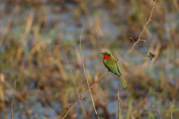 Red-throated bee-eater Merops bulocki on a branch. Niokolo Koba National Park. Tambacounda. Senegal.