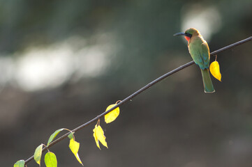 Red-throated bee-eater Merops bulocki on a branch. Niokolo Koba National Park. Tambacounda. Senegal.