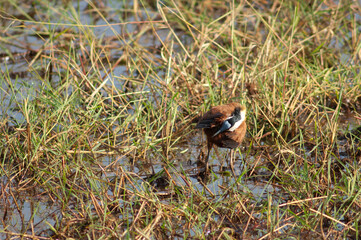 African jacana Actophilornis africanus preening. Niokolo Koba National Park. Tambacounda. Senegal.