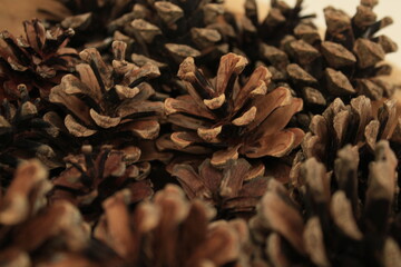 pine cones closeup