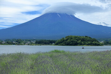 Naklejka premium The smell of lavender has a calming effect