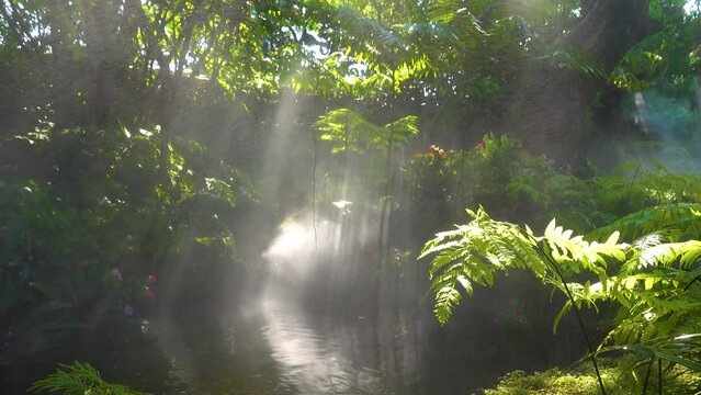 The tropical jungle with river and sun beam and foggy in the garden