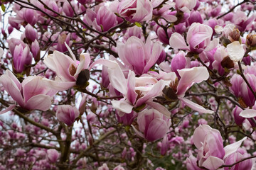 pink magnolia flowers
