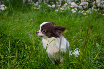 chihuahua in the grass