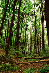 Obraz premium forest in the morning