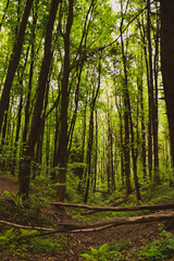 forest in the morning