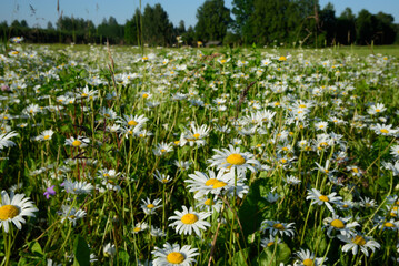 beautiful flowers daisies in a green meadow on a sunny day in summer