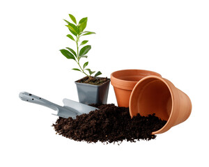 Green plant in a pot with soil isolated on white