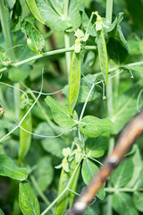 Pod of green peas growing on farmland. Young green pea plants, close up. Gardening background.