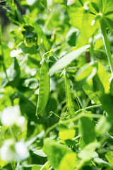 Pod of green peas growing on farmland. Young green pea plants, close up. Gardening background.