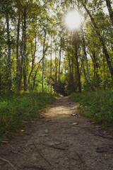 path in the forest