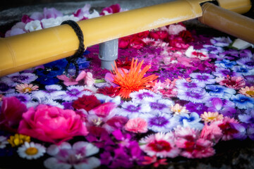 水面に浮かぶ花