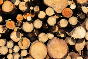 pile of sawn wooden parts of trees, different sizes. timber harvesting
