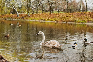 young swan in the river