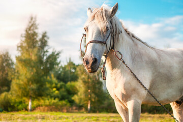 A white horse grazes in a meadow at sunset.