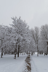 snow covered trees