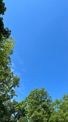 Obraz premium trees and sky