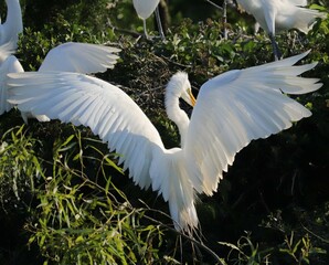 Great White Egret Heron 