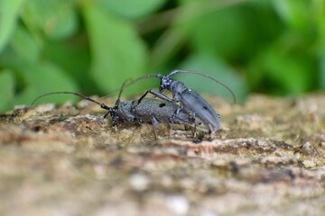 beetle on the ground