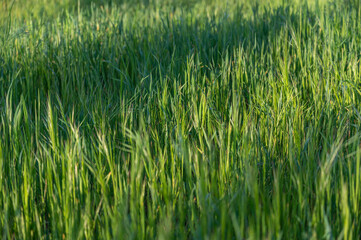 Shadows on an unmowed lawn or lawn. The texture of green grass. Natural background. No people. Selective focus.